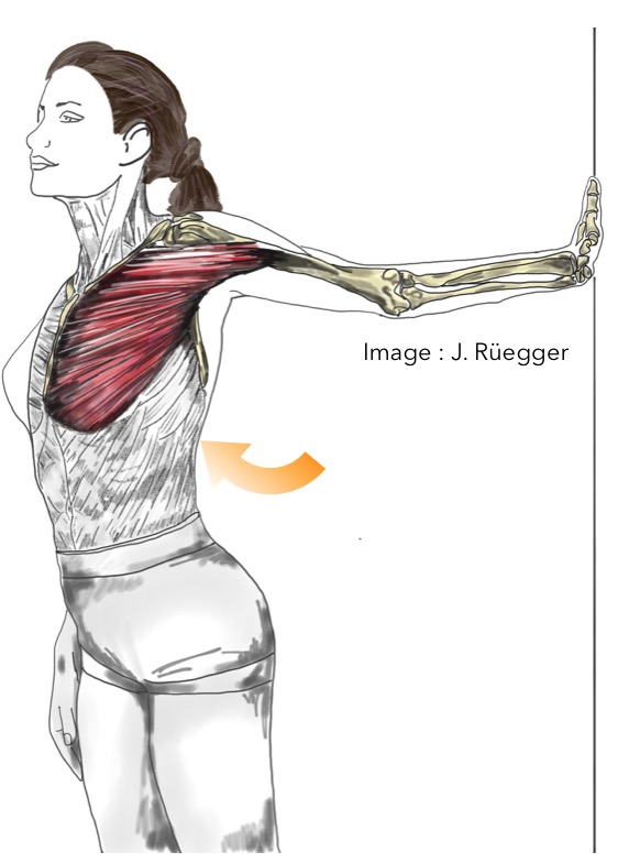 Étirement du grand pectoral et de l’épaule contre un mur