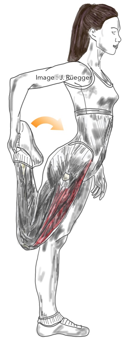 Étirement debout du quadriceps, ilio-psoas et tenseur du fascia lata