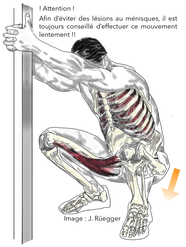 Étirement spécifique au squat - muscles ciblés : adducteurs, quadriceps, fessiers, rotateurs externes de la hanche.