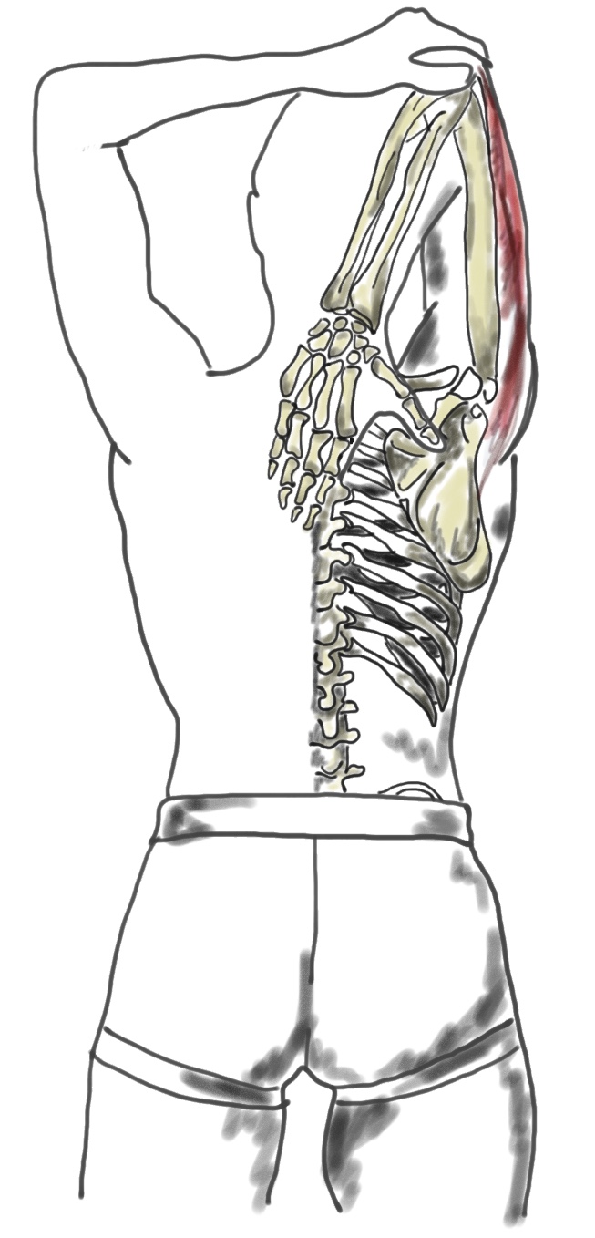 Étirement du triceps bras derrière la tête