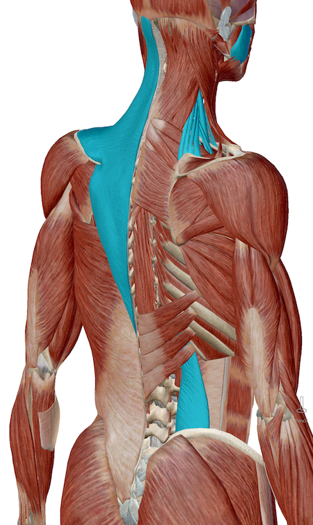  Muscles posturaux avec points-détente fréquents : trapèze, masséter, scalènes, carré des lombes